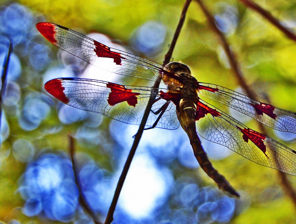 Stained Glass Dragonfly jigsaw puzzle in Macro puzzles on TheJigsawPuzzles.com