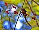 Stained Glass Dragonfly