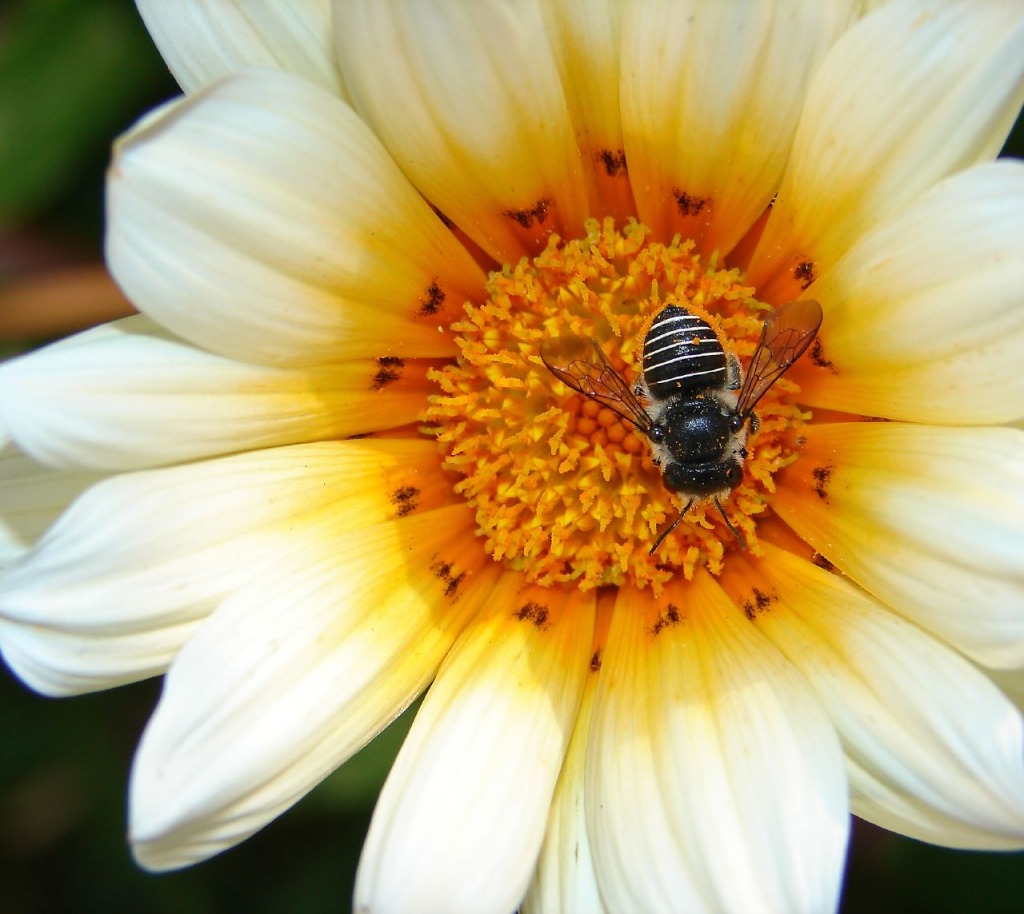 Native Bee jigsaw puzzle in Macro puzzles on TheJigsawPuzzles.com