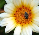 Native Bee
