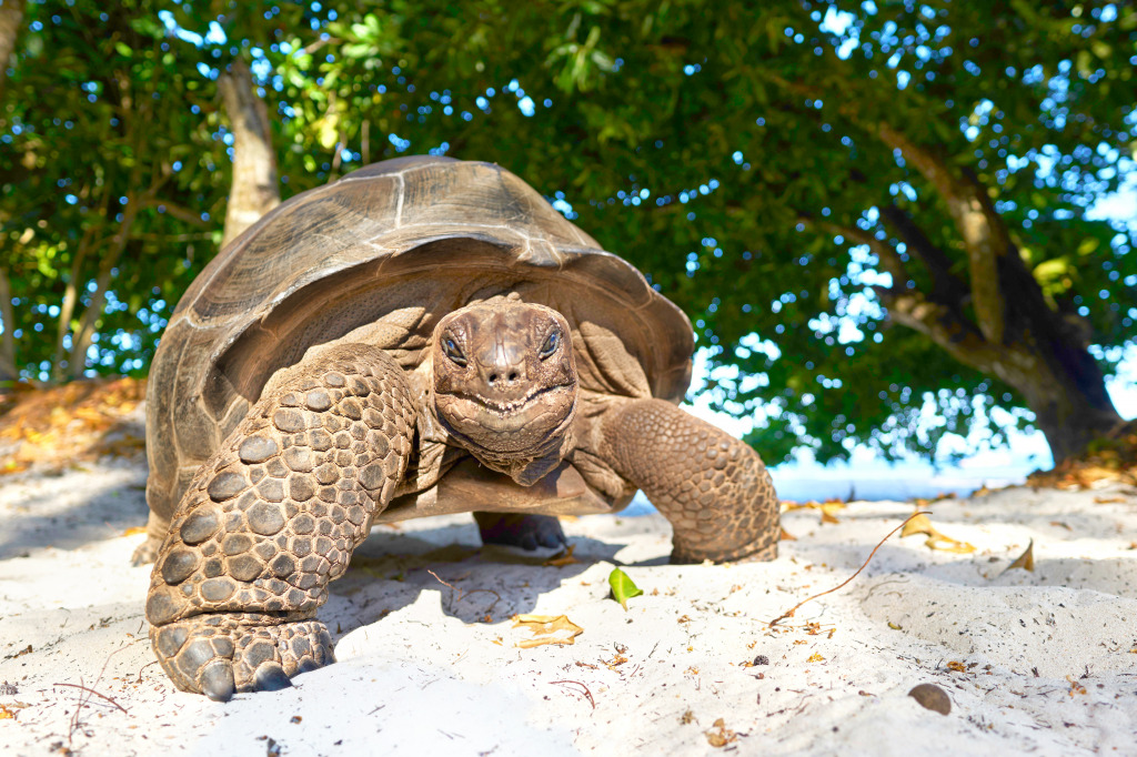 Seychelles Giant Tortoise jigsaw puzzle in Animals puzzles on TheJigsawPuzzles.com