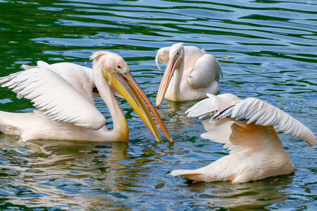 A Flock of Pelicans Fishing in the Lake jigsaw puzzle in Animals puzzles on TheJigsawPuzzles.com