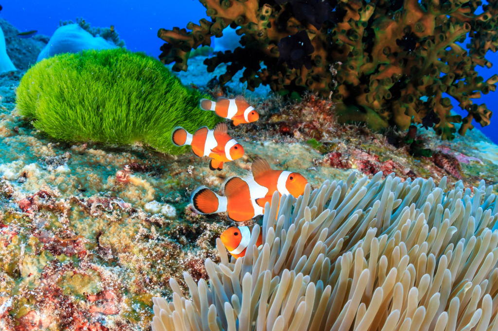 A Family of Clownfish jigsaw puzzle in Under the Sea puzzles on TheJigsawPuzzles.com