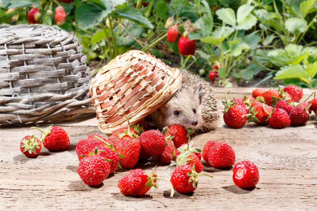 Curious Hedgehog jigsaw puzzle in Animals puzzles on TheJigsawPuzzles.com
