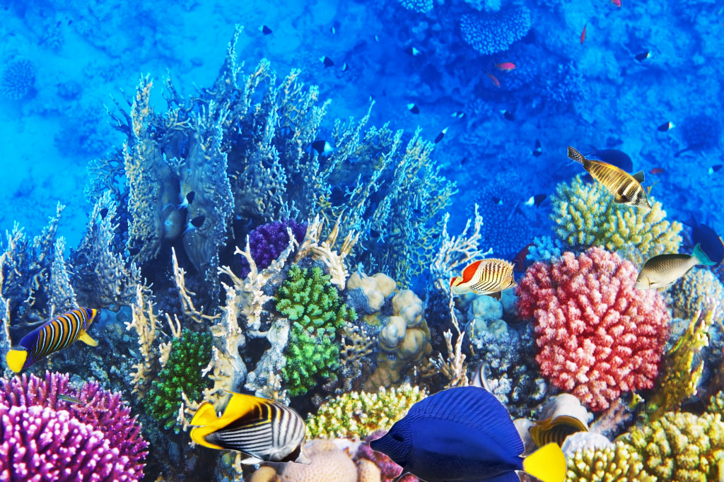 Corals and Fish in the Red Sea jigsaw puzzle in Under the Sea puzzles on TheJigsawPuzzles.com