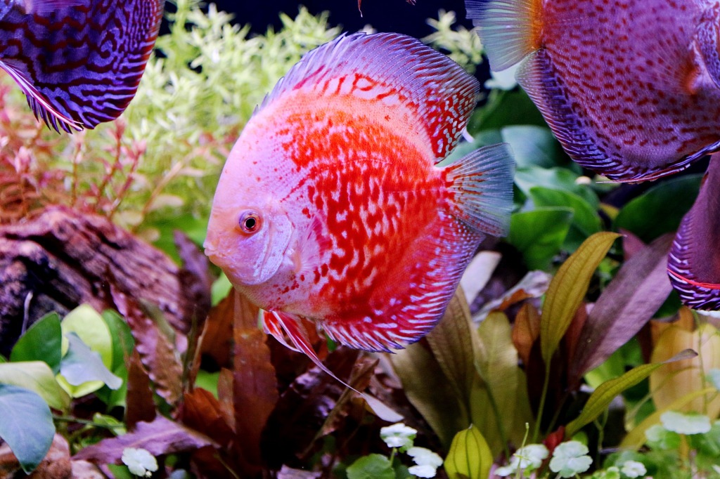 Discus Fish jigsaw puzzle in Under the Sea puzzles on TheJigsawPuzzles.com