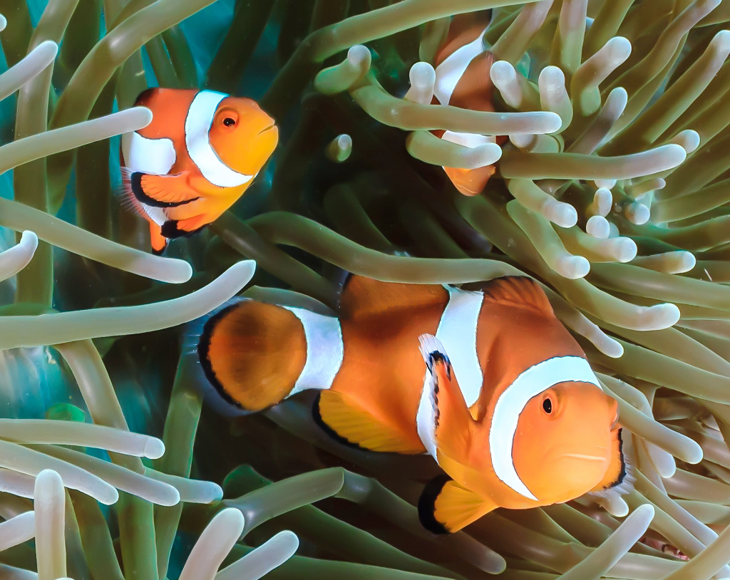 Clownfish on a Coral Reef jigsaw puzzle in Under the Sea puzzles on TheJigsawPuzzles.com