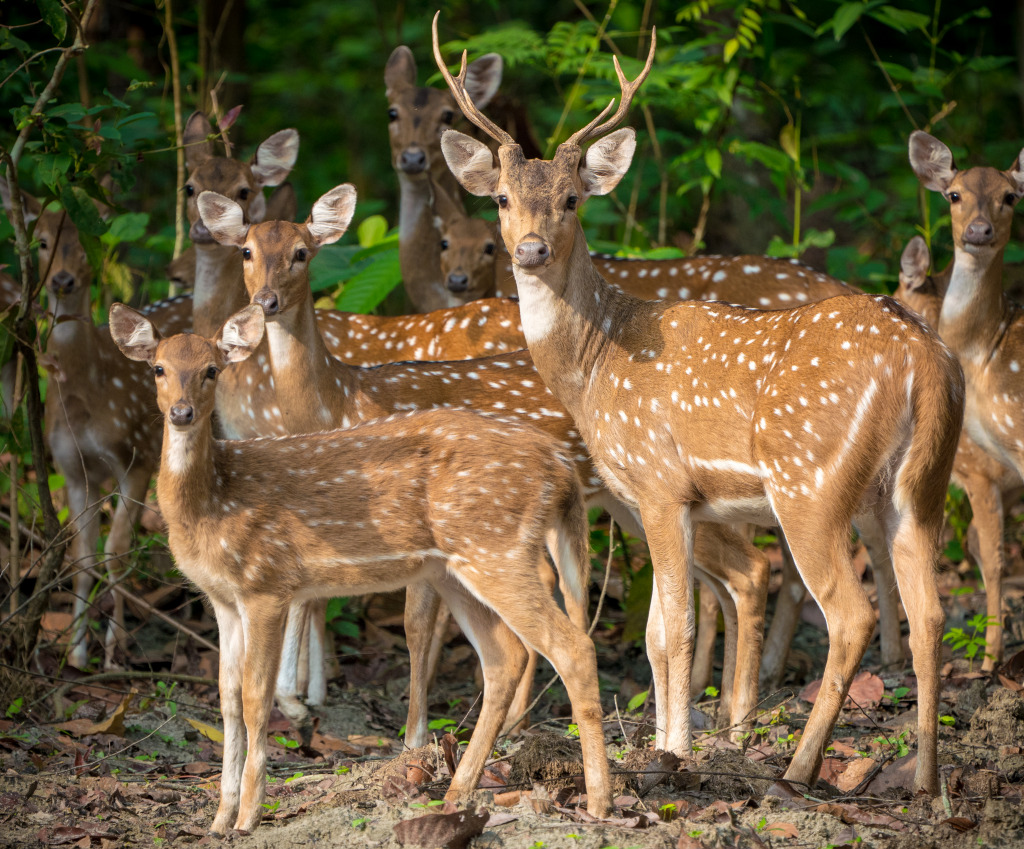 Spotted Deer Herd jigsaw puzzle in Animals puzzles on TheJigsawPuzzles.com
