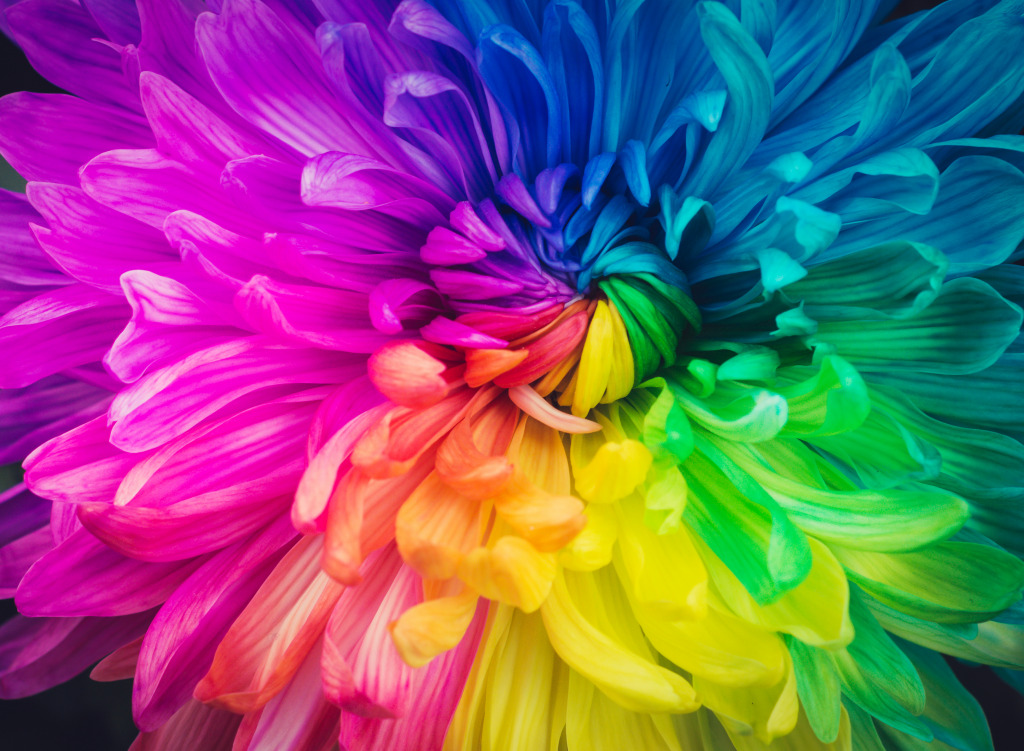 Rainbow Flower jigsaw puzzle in Macro puzzles on TheJigsawPuzzles.com