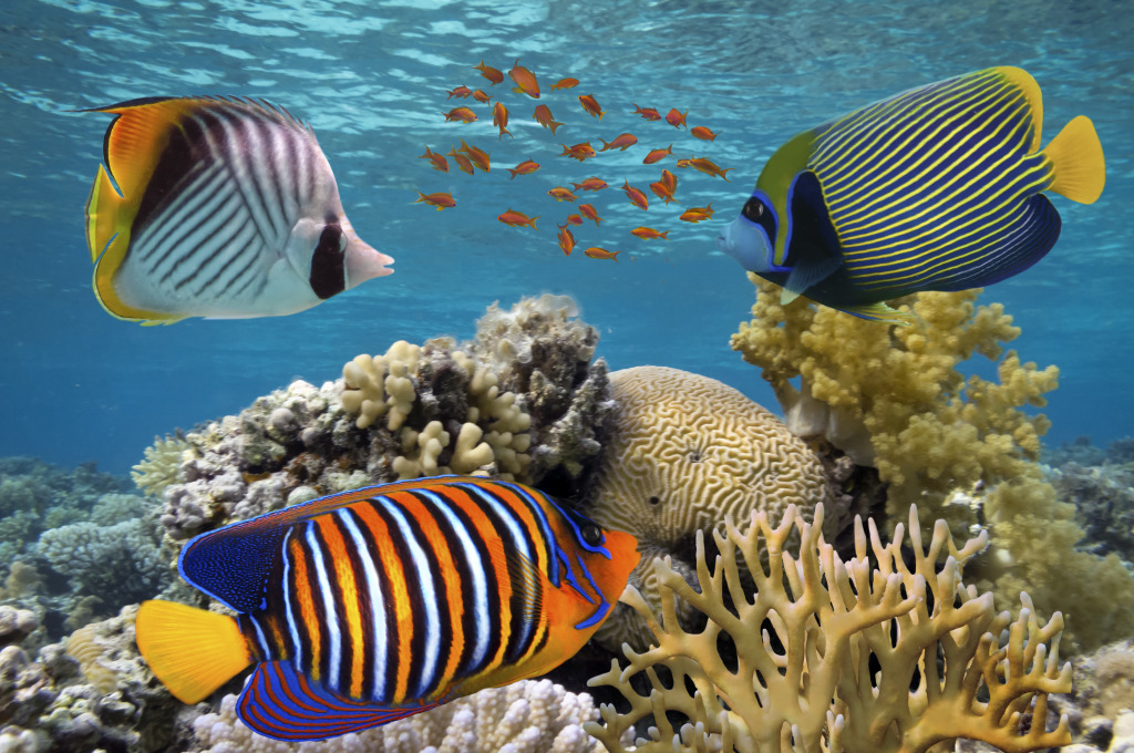 Tropical Fish on a Coral Reef jigsaw puzzle in Under the Sea puzzles on TheJigsawPuzzles.com