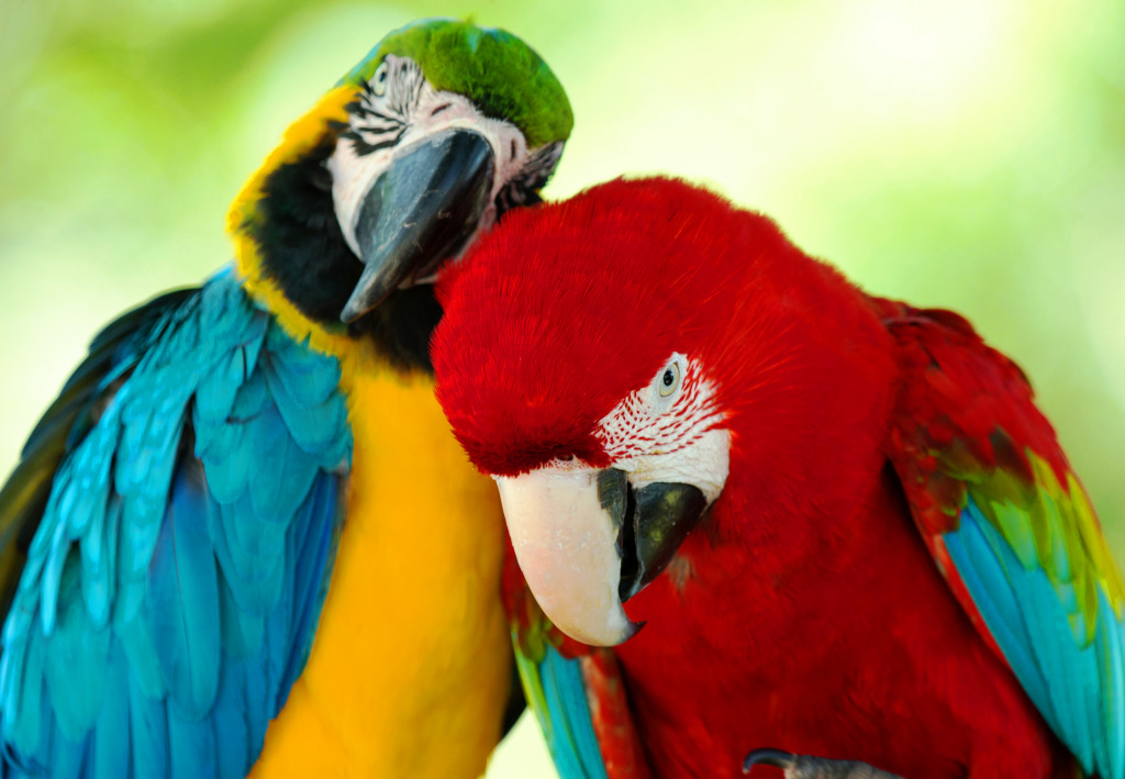 Colorful Macaws jigsaw puzzle in Puzzle of the Day puzzles on TheJigsawPuzzles.com
