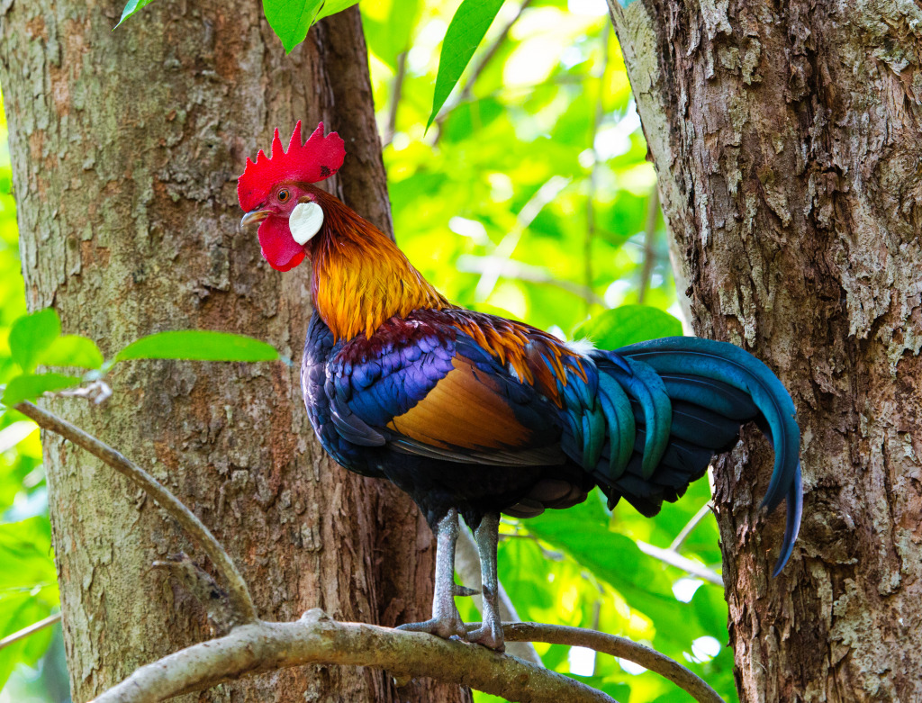 Red Jungle Fowl jigsaw puzzle in Animals puzzles on TheJigsawPuzzles.com