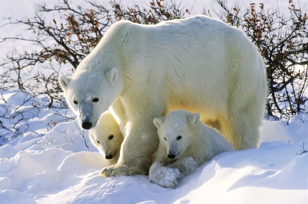 Polar Bear with Twin Cubs jigsaw puzzle in Animals puzzles on TheJigsawPuzzles.com