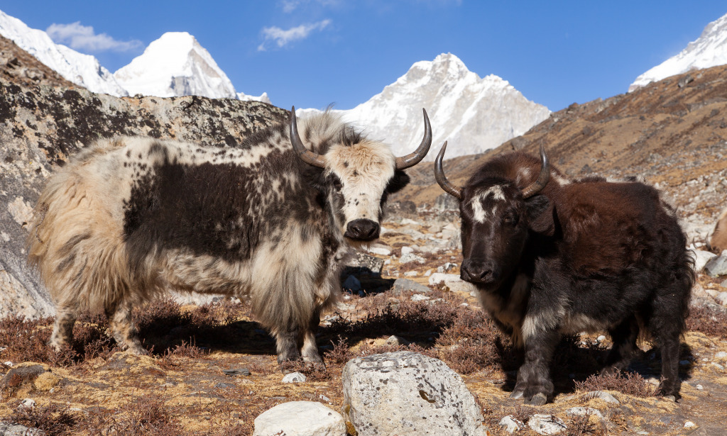 Everest Base Camp, Nepal jigsaw puzzle in Animals puzzles on TheJigsawPuzzles.com