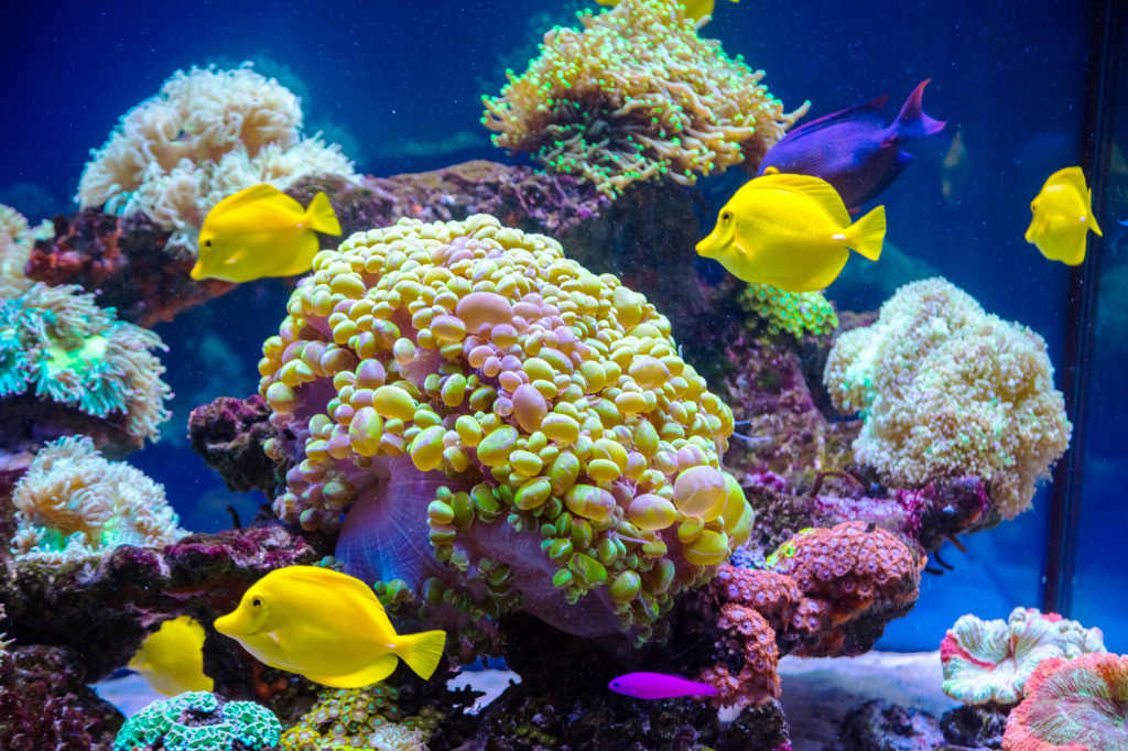 Tropical Fish and Corals jigsaw puzzle in Under the Sea puzzles on TheJigsawPuzzles.com