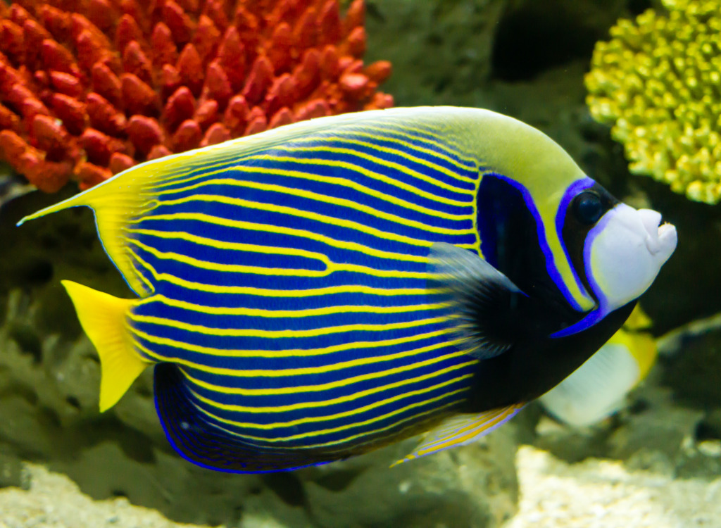 Emperor Angelfish jigsaw puzzle in Under the Sea puzzles on TheJigsawPuzzles.com