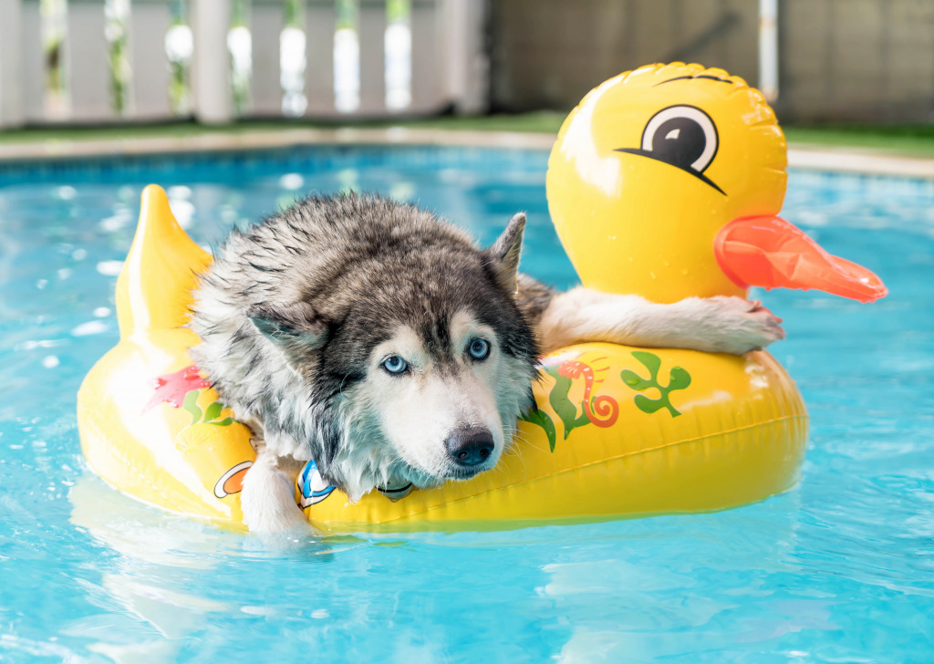 Husky Swimming in the Pool jigsaw puzzle in Puzzle of the Day puzzles on TheJigsawPuzzles.com