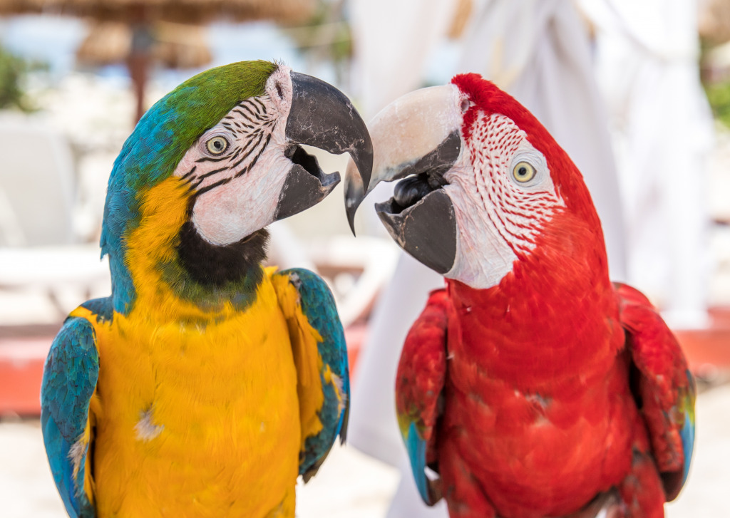 Macaw Couple, Cancun, Mexico jigsaw puzzle in Aviation puzzles on TheJigsawPuzzles.com