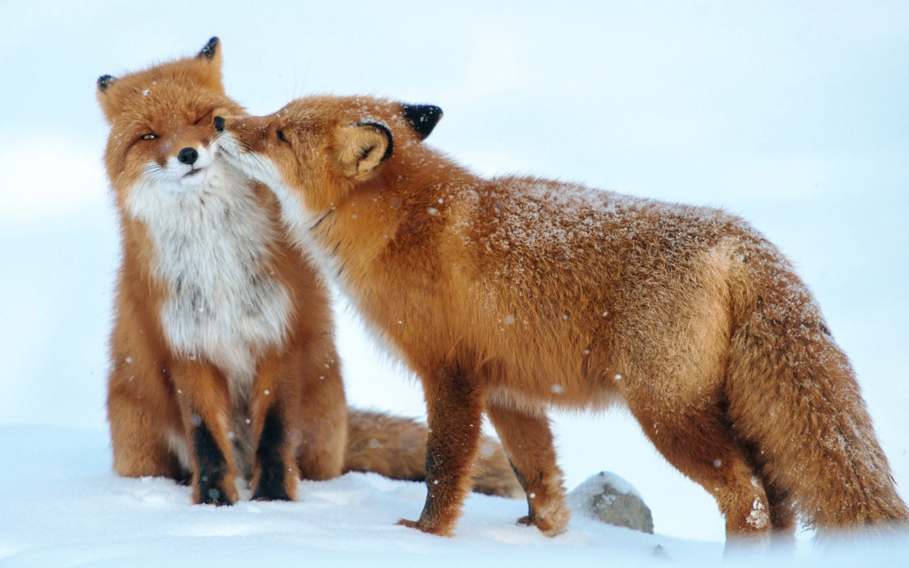 Red Foxes jigsaw puzzle in Aviation puzzles on TheJigsawPuzzles.com