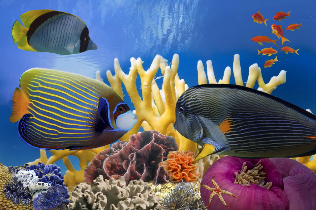 Coral Reef and Tropical Fish jigsaw puzzle in Under the Sea puzzles on TheJigsawPuzzles.com