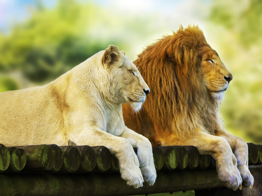 Lion and Lioness Resting jigsaw puzzle in Animals puzzles on TheJigsawPuzzles.com