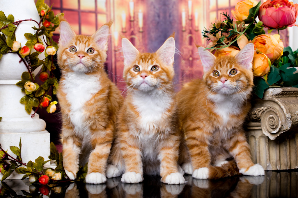 Red-Haired Maine Coon Kittens jigsaw puzzle in Animals puzzles on TheJigsawPuzzles.com