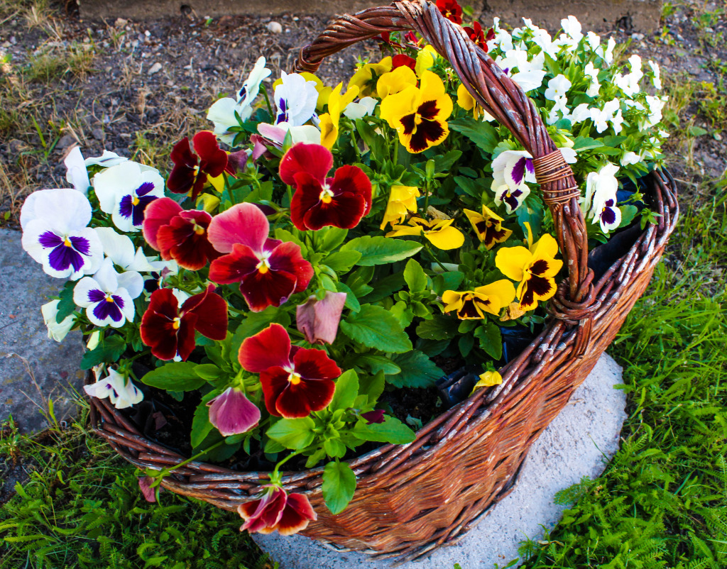 Pansy Basket jigsaw puzzle in Flowers puzzles on TheJigsawPuzzles.com