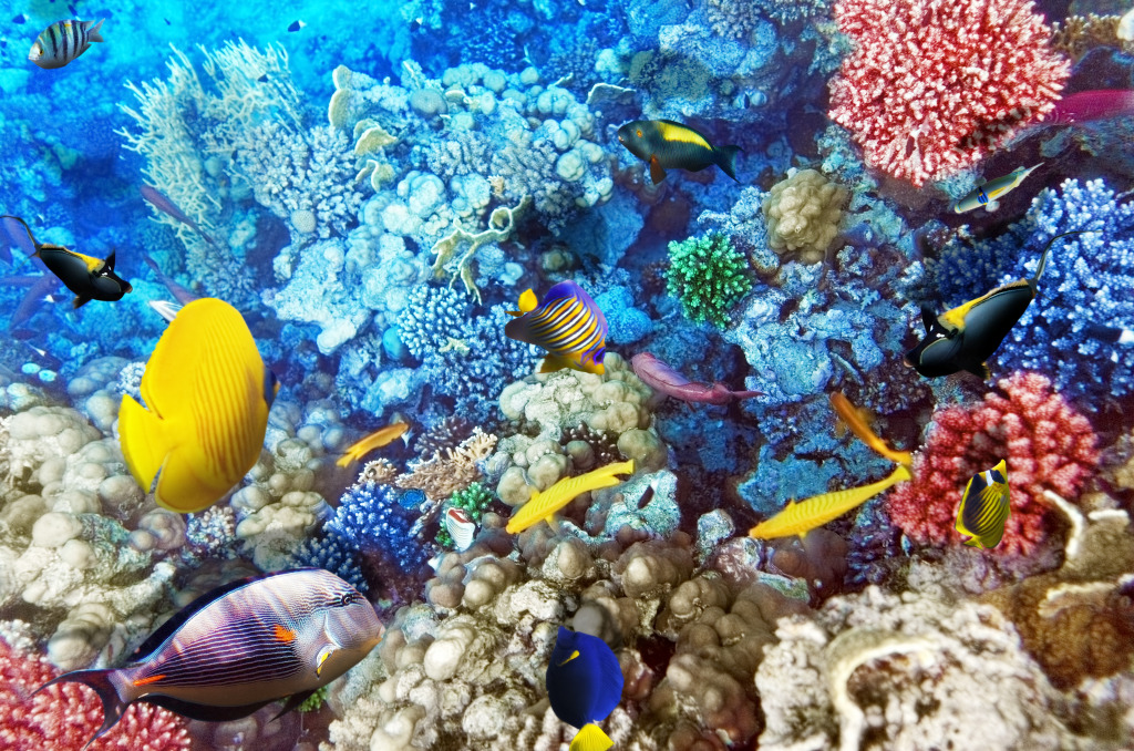 Corals and Fish in the Red Sea, Egypt jigsaw puzzle in Under the Sea puzzles on TheJigsawPuzzles.com