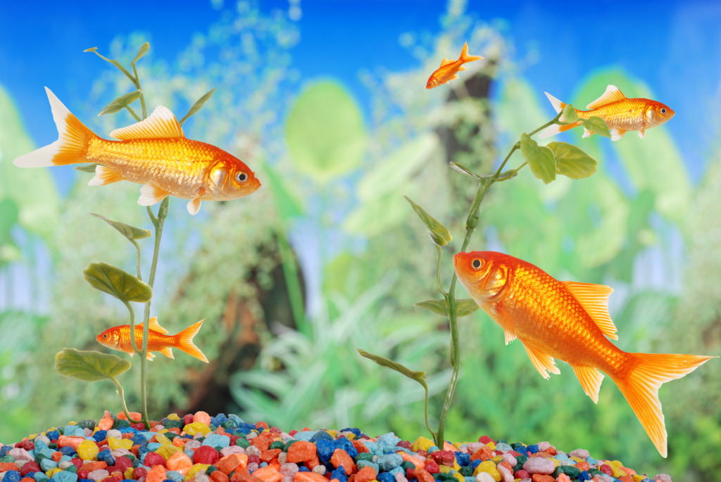 Goldfish in the Aquarium jigsaw puzzle in Under the Sea puzzles on TheJigsawPuzzles.com