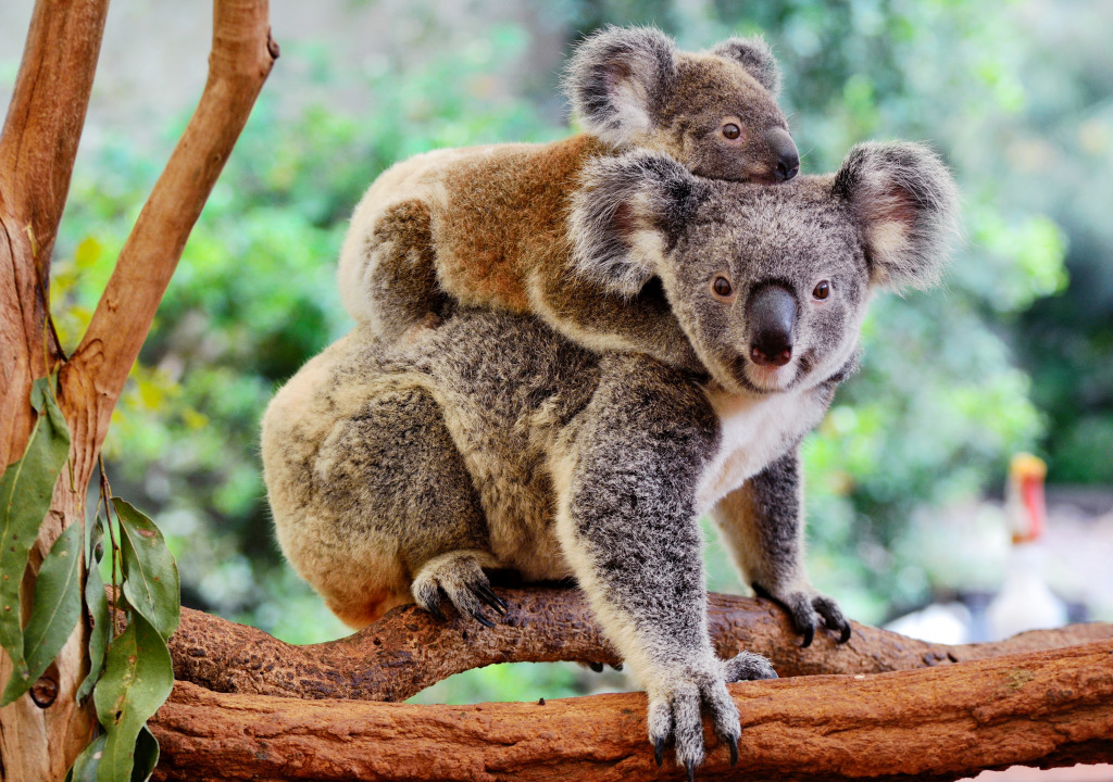 Mother Koala with Baby on her Back jigsaw puzzle in Puzzle of the Day puzzles on TheJigsawPuzzles.com