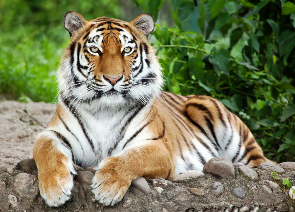 Siberian Tiger jigsaw puzzle in Animals puzzles on TheJigsawPuzzles.com