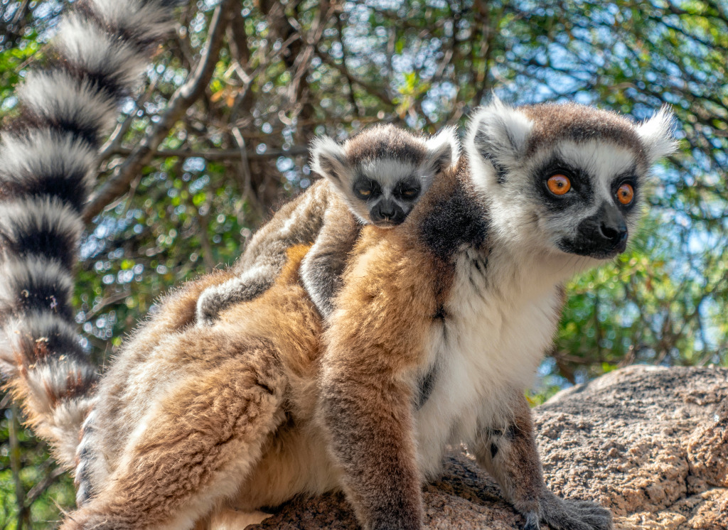 Ring Tailed Lemurs jigsaw puzzle in Animals puzzles on TheJigsawPuzzles.com