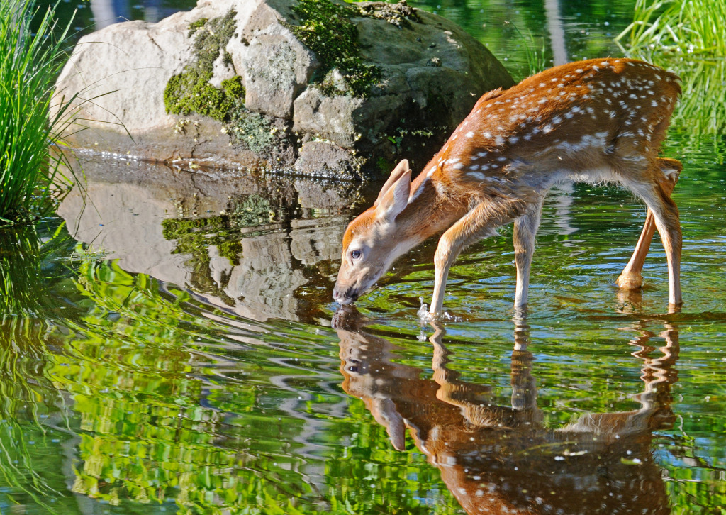 White Tailed Deer jigsaw puzzle in Animals puzzles on TheJigsawPuzzles.com