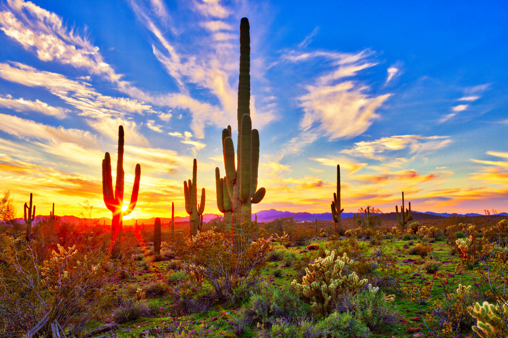 Sonoran Desert, Arizona jigsaw puzzle in Great Sightings puzzles on TheJigsawPuzzles.com