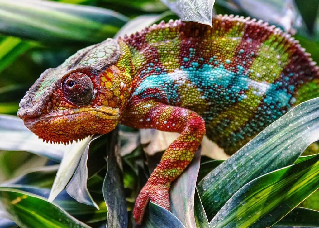 Panther Chameleon in Madagascar jigsaw puzzle in Animals puzzles on TheJigsawPuzzles.com