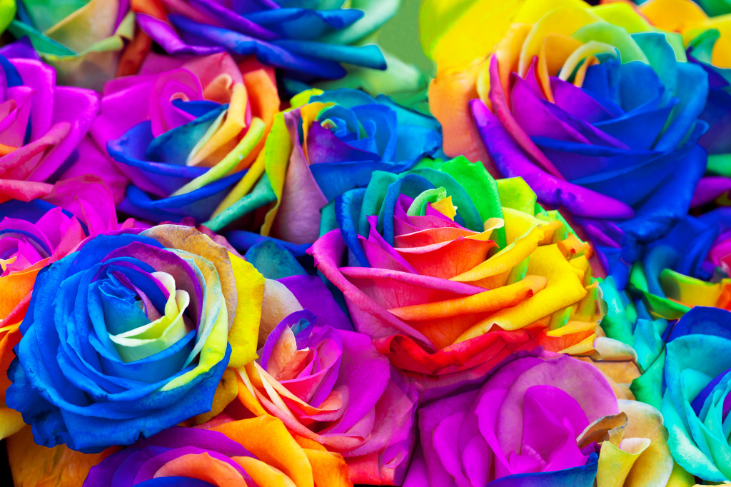 Bouquet of Rainbow Roses jigsaw puzzle in Macro puzzles on TheJigsawPuzzles.com