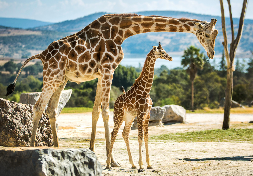 Giraffe Family jigsaw puzzle in Animals puzzles on TheJigsawPuzzles.com