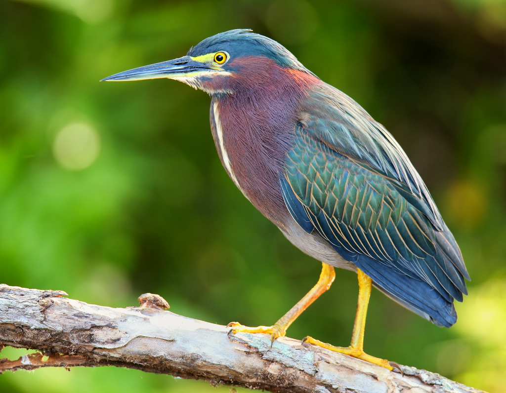 Green Heron jigsaw puzzle in Animals puzzles on TheJigsawPuzzles.com