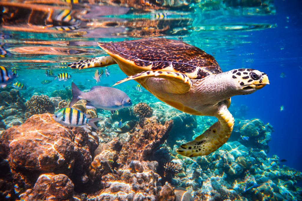 Hawksbill Turtle, Maldives jigsaw puzzle in Under the Sea puzzles on TheJigsawPuzzles.com