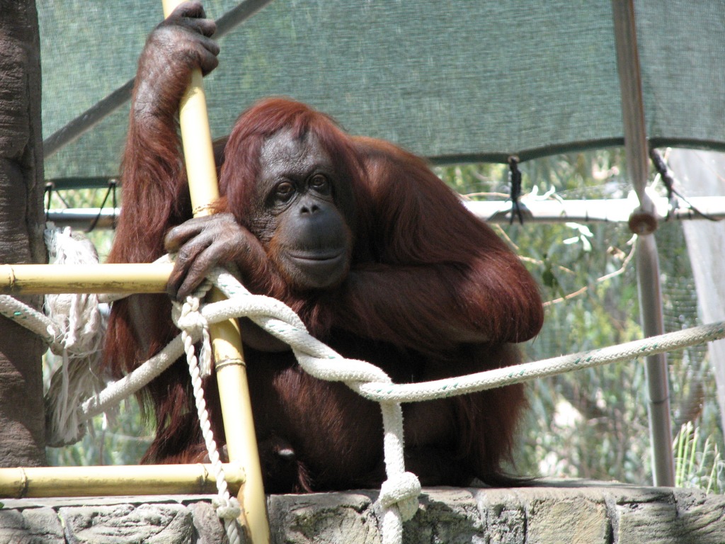 Orangutan at Phoenix Zoo jigsaw puzzle in Animals puzzles on TheJigsawPuzzles.com