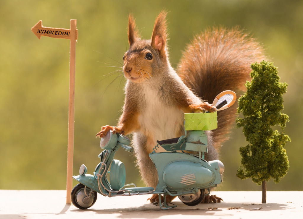 Red Squirrel with a Motorbike jigsaw puzzle in Macro puzzles on TheJigsawPuzzles.com
