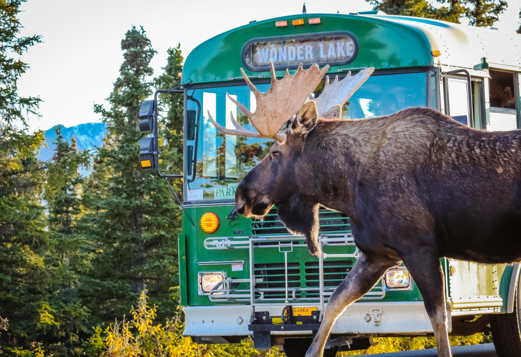 Moose in Denali National Park, Alaska jigsaw puzzle in Animals puzzles on TheJigsawPuzzles.com