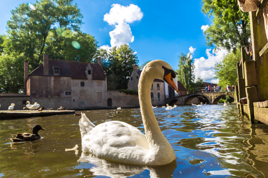 Swan in a Canal in Bruges, Belgium jigsaw puzzle in Animals puzzles on TheJigsawPuzzles.com