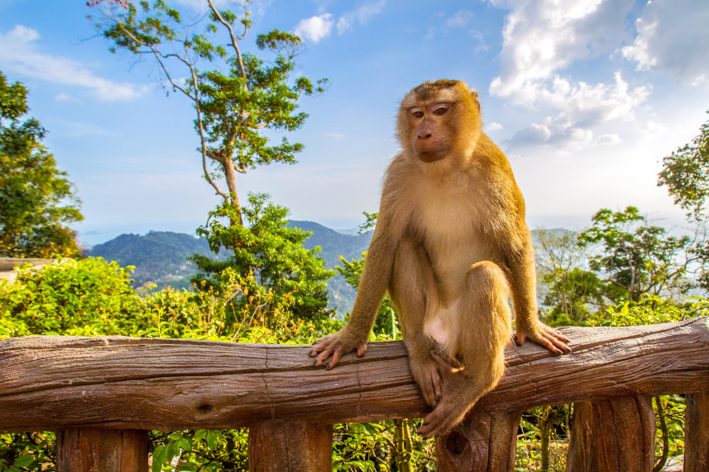 Wild Monkey Sitting on the Balcony jigsaw puzzle in Animals puzzles on TheJigsawPuzzles.com