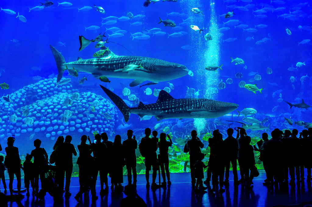 Aquarium in Zhuhai, China jigsaw puzzle in Under the Sea puzzles on TheJigsawPuzzles.com