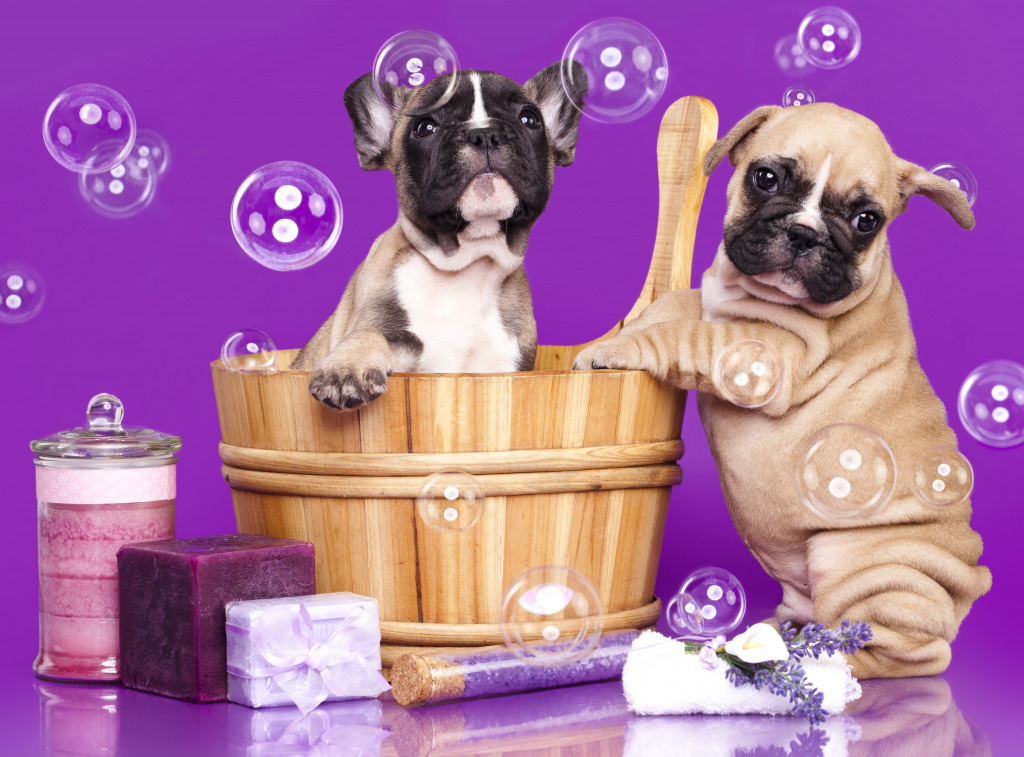 Bulldog Puppies Taking a Bath jigsaw puzzle in Animals puzzles on TheJigsawPuzzles.com