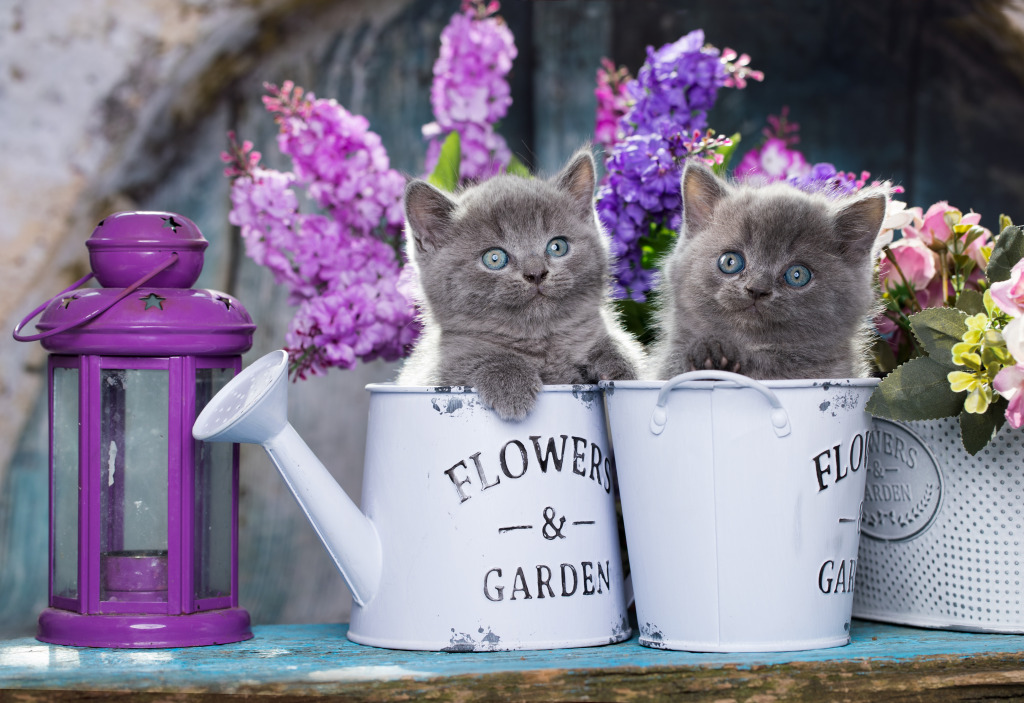 Kittens and Flowers jigsaw puzzle in Animals puzzles on TheJigsawPuzzles.com