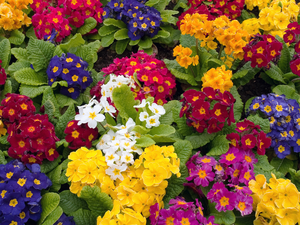 Primroses jigsaw puzzle in Flowers puzzles on TheJigsawPuzzles.com