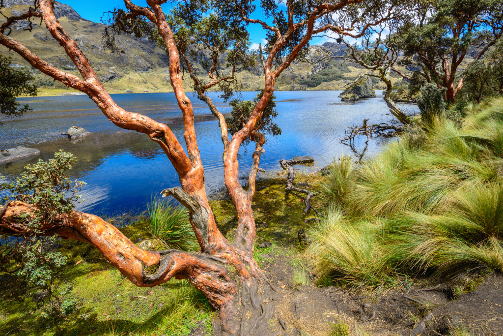 Paper Tree in the Cajas National Park, Ecuador jigsaw puzzle in Great Sightings puzzles on TheJigsawPuzzles.com