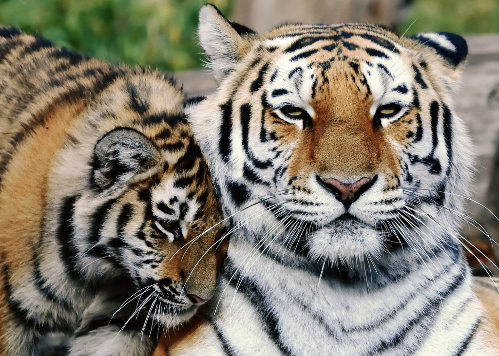 Siberian Tiger with Cub jigsaw puzzle in Animals puzzles on TheJigsawPuzzles.com